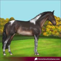 Horse Color:Brown Tobiano Rabicano