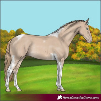 Horse Color:Smoky Creme Sabino Tobiano Rabicano 