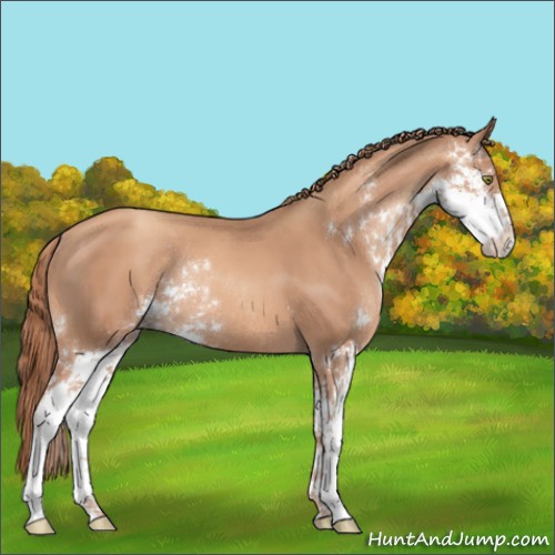 Horse Color:Gold Champagne Sabino Rabicano