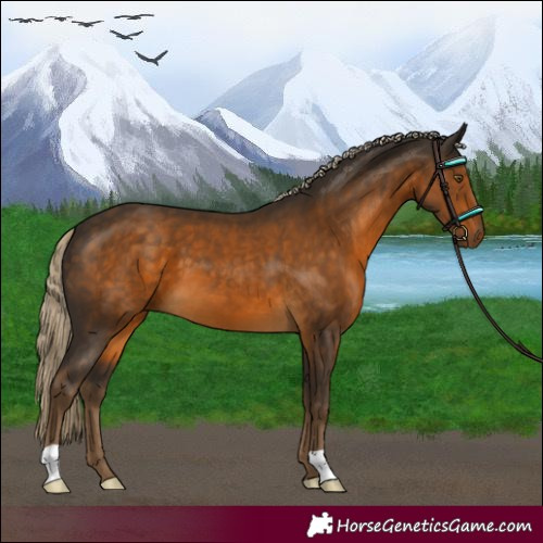 Horse Color:Chocolate Palomino 