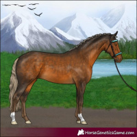 Horse Color:Chocolate Palomino 