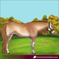 Horse Color:Red Onyx