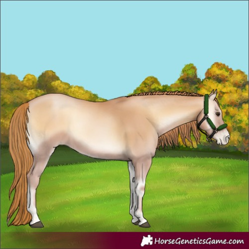 Horse Color:Red Onyx Pearl