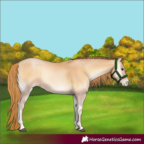 Horse Color:Red Onyx Pearl 