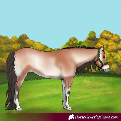 Horse Color:Bay Onyx Mushroom 