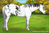 Horse Color:Black Sabino 