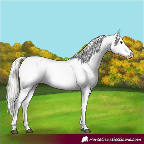 Horse Color:Silver Bay Roan Dun Appaloosa Rabicano 