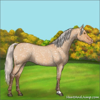 Horse Color:Silver Bay Roan Dun Appaloosa Rabicano 