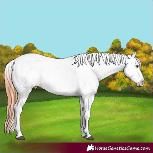 Horse Color:Bay Roan Dun Appaloosa Rabicano 