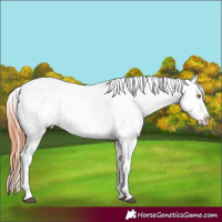 Horse Color:Bay Roan Dun Appaloosa Rabicano 