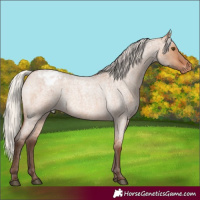 Horse Color:Silver Bay Roan Dun Appaloosa Rabicano