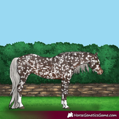 Horse Color:Silver Brown Tobiano Snowflake Varnish Rabicano 