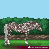 Horse Color:Silver Brown Tobiano Snowflake Varnish Rabicano 