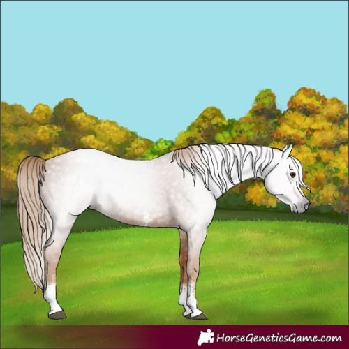 Horse Color:Unknown 