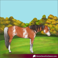 Horse Color:Unknown 