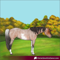Horse Color:Unknown 