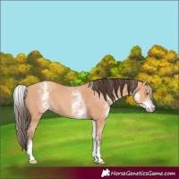 Horse Color:Unknown 