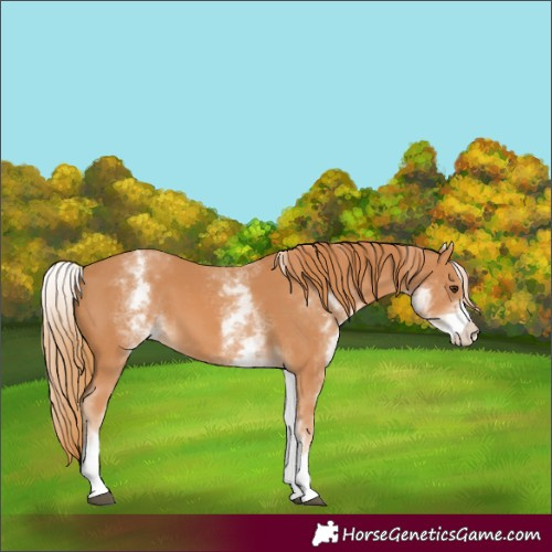 Horse Color:Unknown 