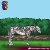 Horse Color:Platinum White Spotted Brown Tobiano Appaloosa Rabicano