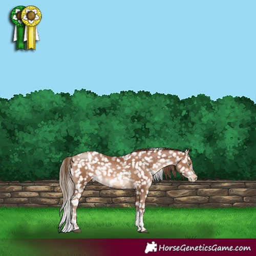 Horse Color:Brown Pearl Tobiano Appaloosa Rabicano 