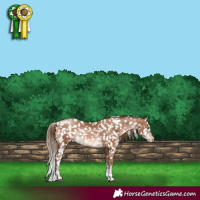 Horse Color:Brown Pearl Tobiano Appaloosa Rabicano 