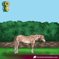 Horse Color:Brown Pearl Tobiano Appaloosa Rabicano 