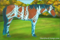 Horse Color:Thunderstruck Bay 