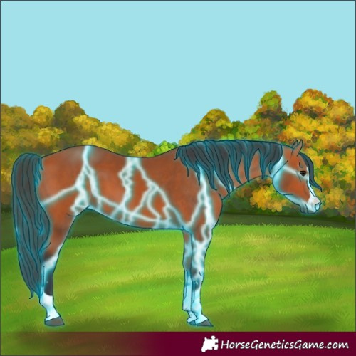 Horse Color:Thunderstruck Bay 