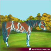Horse Color:Thunderstruck Bay 