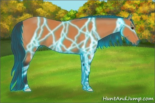 Horse Color:Thunderstruck Bay