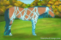 Horse Color:Thunderstruck Bay 