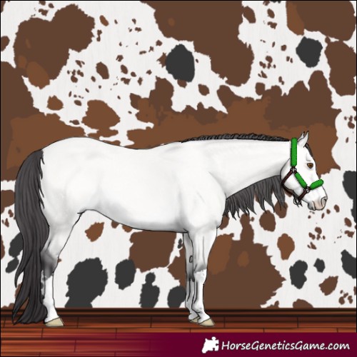 Horse Color:Platinum Buckskin Dun 