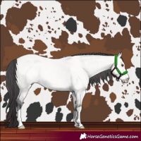 Horse Color:Platinum Buckskin Dun 