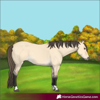 Horse Color:Buckskin Dun