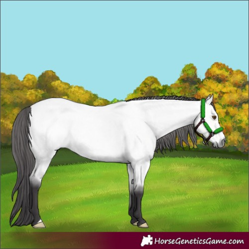 Horse Color:Platinum Buckskin Roan Dun