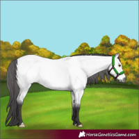 Horse Color:Platinum Buckskin Roan Dun 