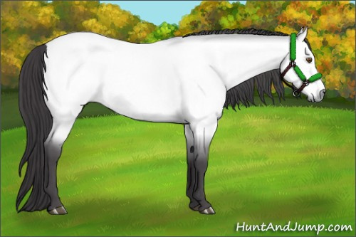 Horse Color:Platinum Buckskin Roan Dun 