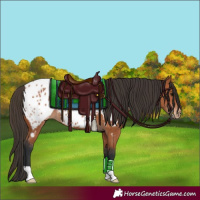 Horse Color:Bay Appaloosa 