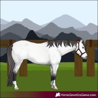Horse Color:Platinum Buckskin Roan Dun 