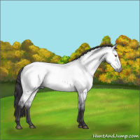 Horse Color:Platinum Buckskin Dun 