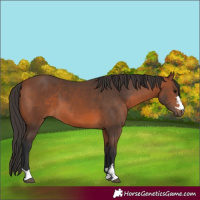 Horse Color:Bay 