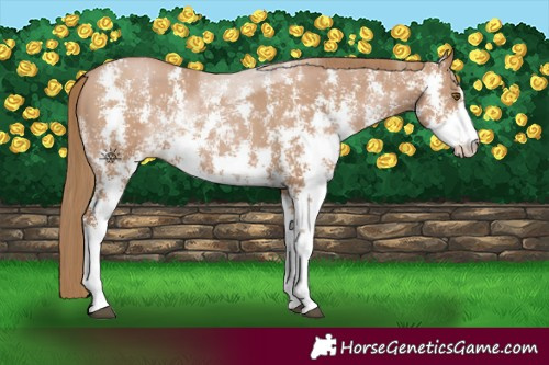 Horse Color:Black Pearl Sabino