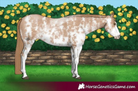 Horse Color:Black Pearl Sabino 