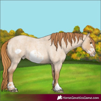 Horse Color:Red Dun Roan Frame 