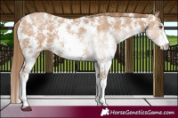 Horse Color:Black Pearl Sabino