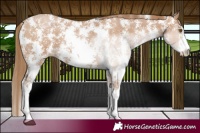 Horse Color:Black Pearl Sabino 