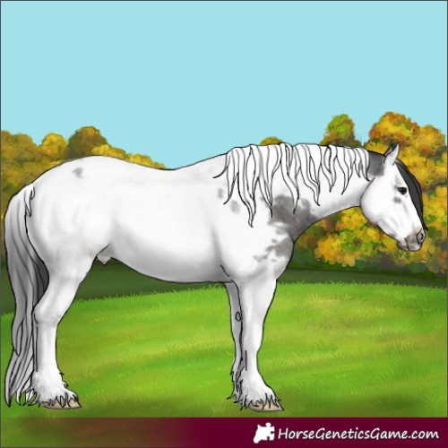 Horse Color:Blue Roan Splash Tobiano Frame 