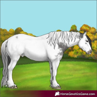 Horse Color:Blue Roan Splash Tobiano Frame 