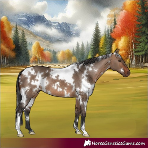 Horse Color:White Spotted Bay Dun 