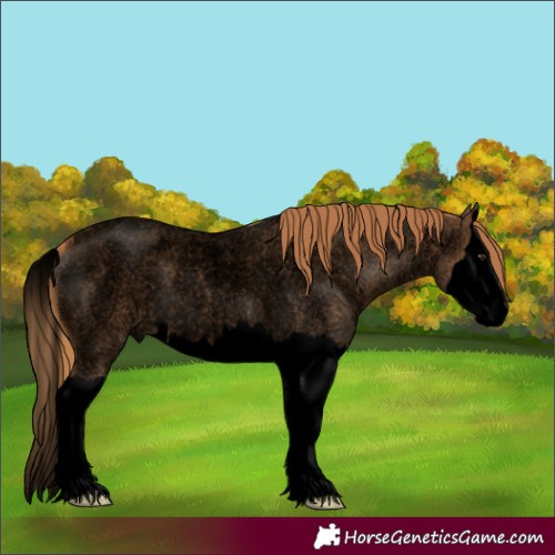 Horse Color:Void Red Roan Splash 